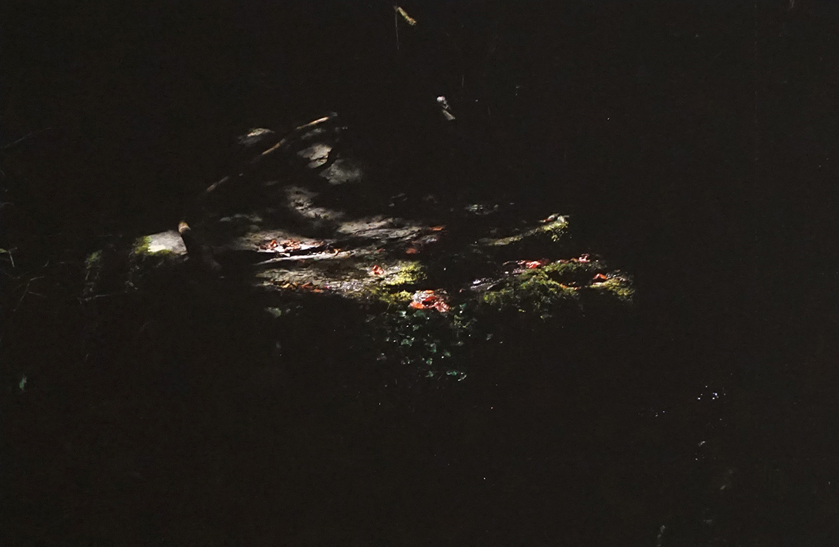 Cristina Gozzini, (A Step) Out Of Me, El Bosque 2018-2025, Stampa su carta cotone, 30×20 cm