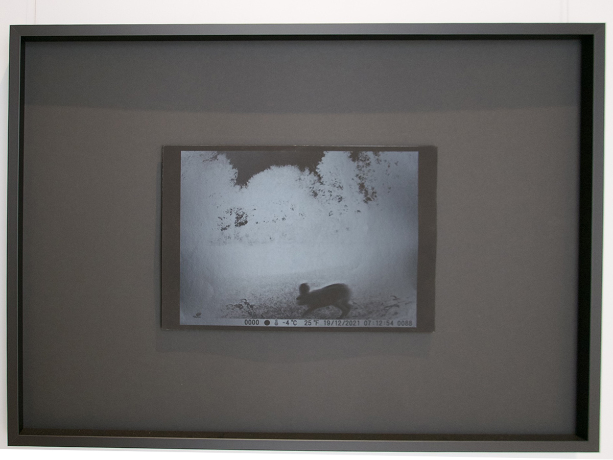 Segno/Istante - Lepre Stampa digitale su carta gr 340 Tirature 3 