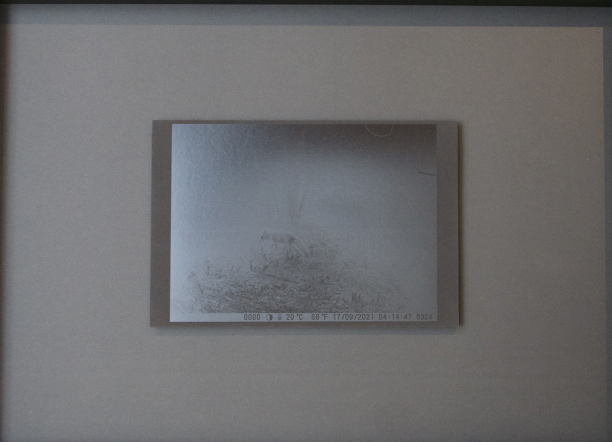 Segno/Istante - Volpe Stampa digitale su carta gr 340 Tirature 3 