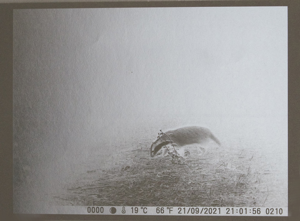 Segno Istante, 2015, Tasso Stampa digitale su carta gr 340 Tirature 3